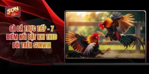 Gà đá trực tiếp